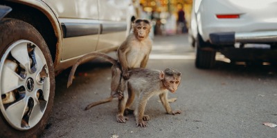 Monkey See, Monkey Do, Marketing